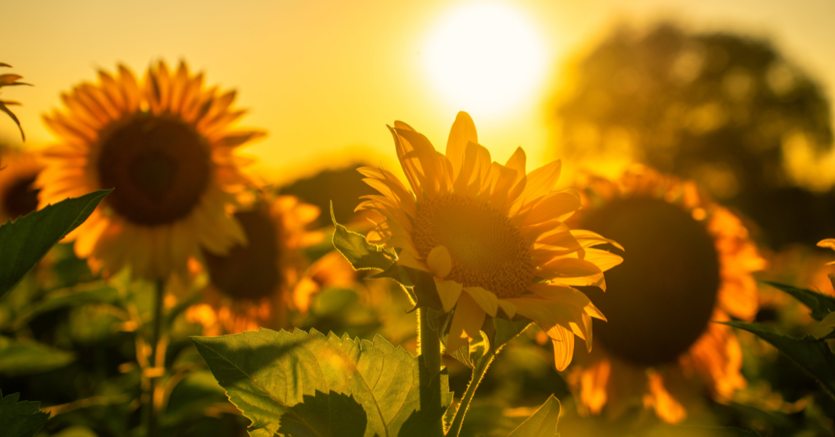 Spiritual Awakening & Self-Leadership Why Spirituality Has No Rules or Gurus Spiritual Awakening & Self-Leadership: Why Spirituality Has No Rules or Gurus